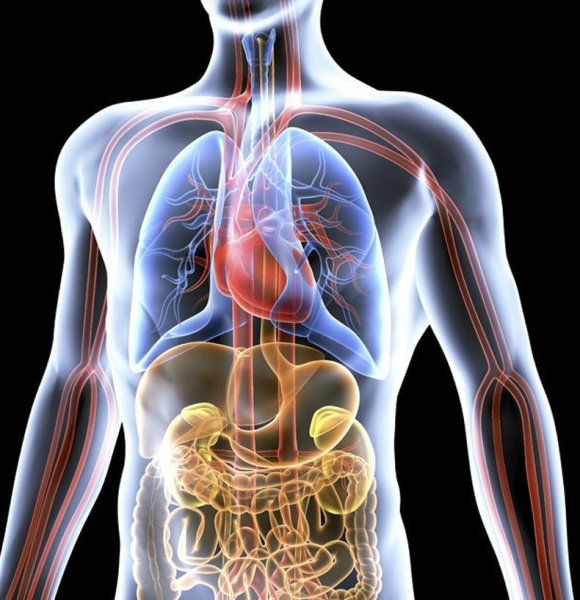 Анатомия человека Сток