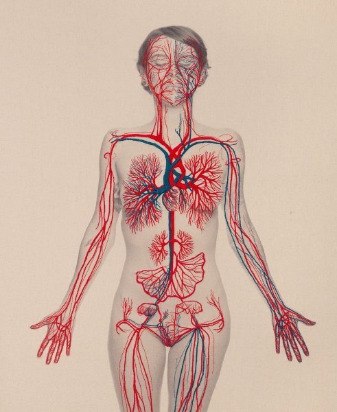 Анатомия человеческого тела