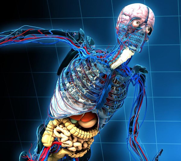 Анатомия человека фон