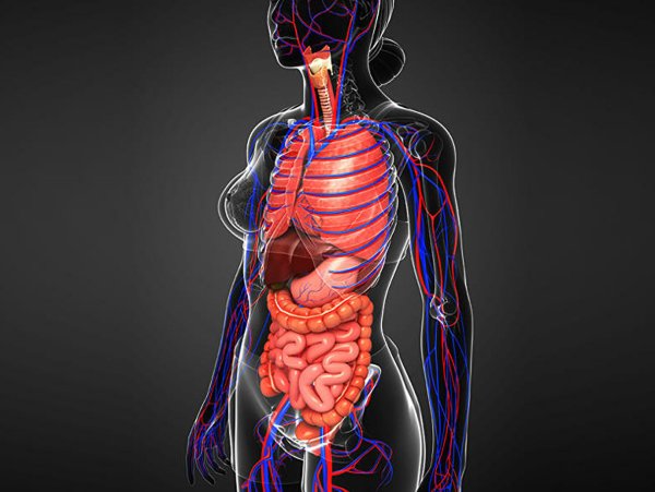 Внутренние органы человека
