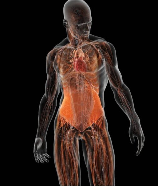 Анатомия человеческого тела