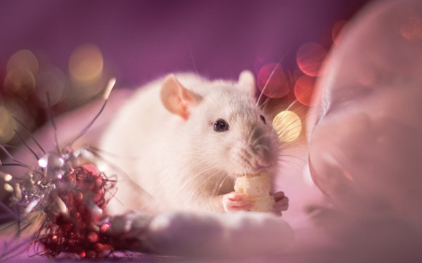 Красивая мышка