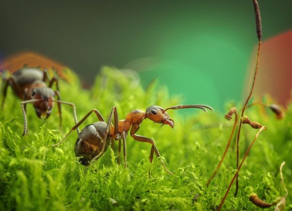 Муравьи в природе