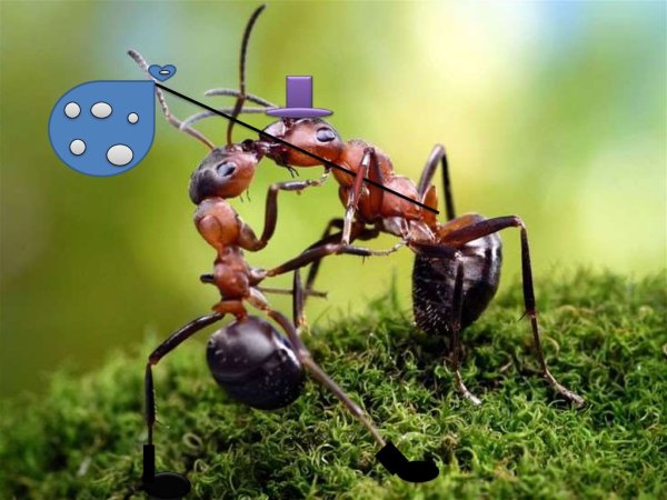 Муравьи шелкопряды