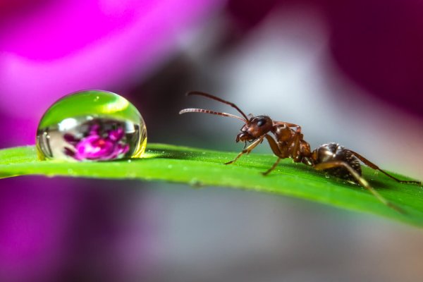 Муравей Макросъемка