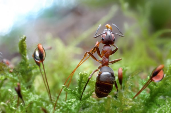 Картинки муравей (45 фото)