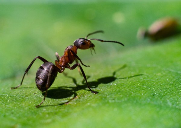 Муравей древоточец