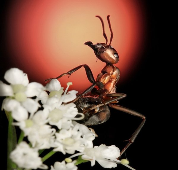 Андрей Павлов муравьи