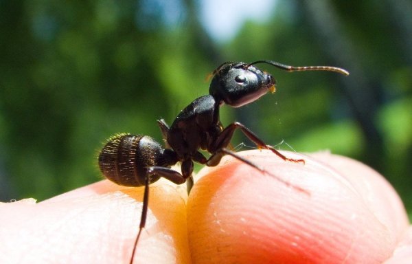 Красивый муравей