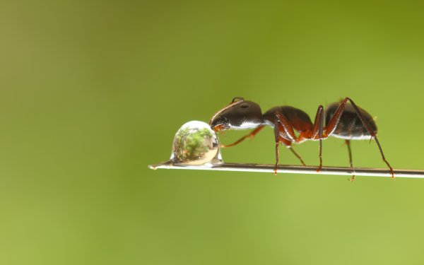 Муравейник Макросъемка