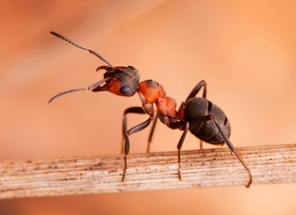 Муравей крупным планом