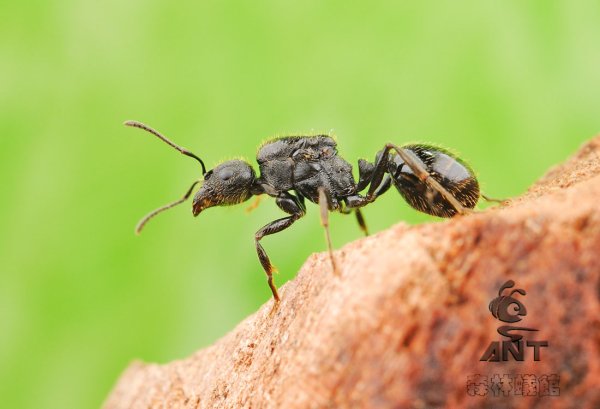 Муравьи Подмосковья