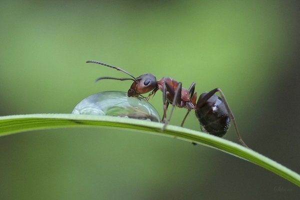 Насекомые муравей