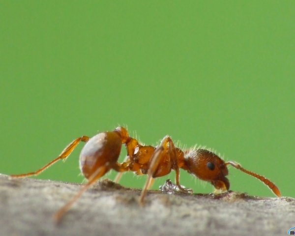 Муравьи ползают