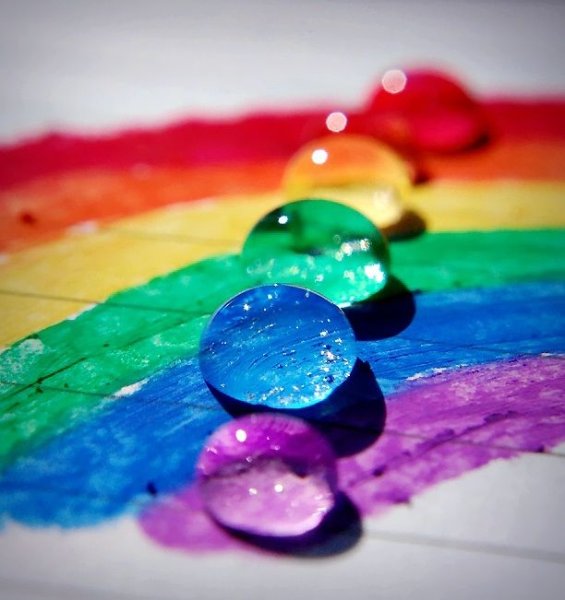 Радужная роза селекция