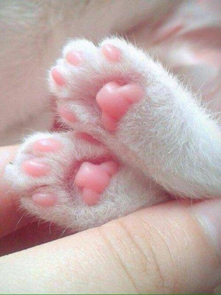 Кошачья лапка