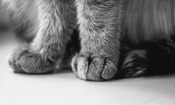 Кошачьи подушечки