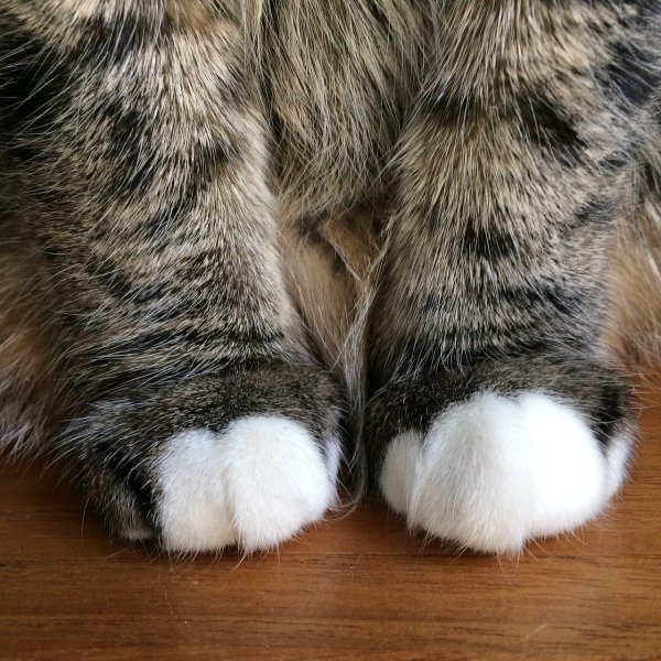 Лапка кота