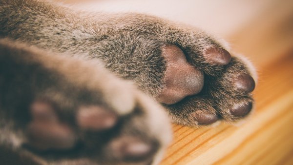Лапки котят