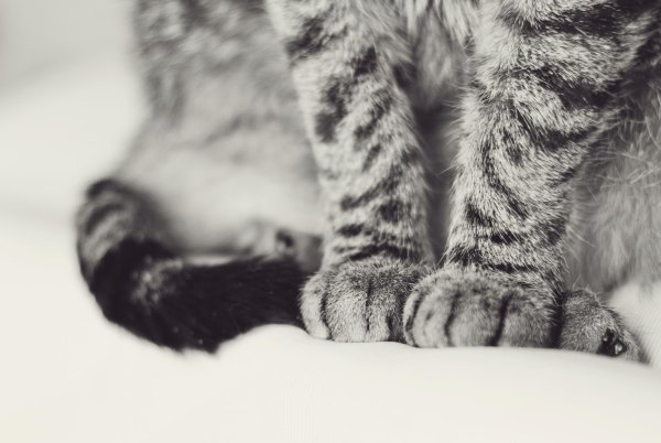 Кошачьи следы