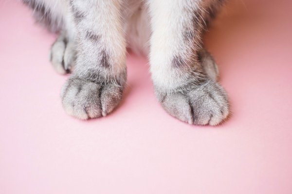 Лапа кота с когтями