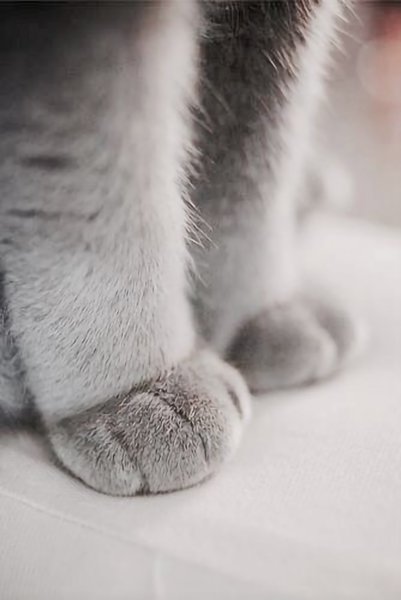 Подушечки кота на лапках