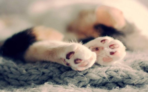 Лапки кошки