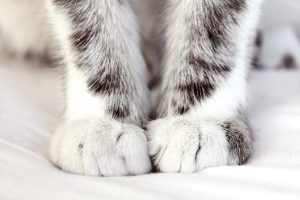 Лапки котят