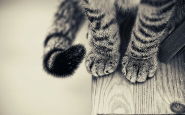 Тапочки лапки котика