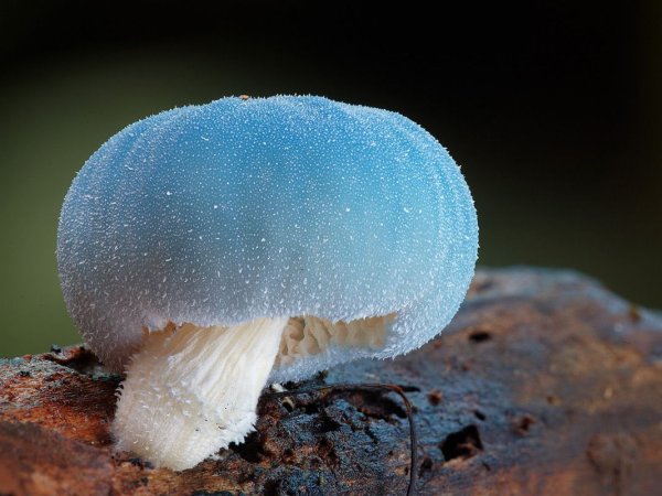 Грибы leratiomyces SP.