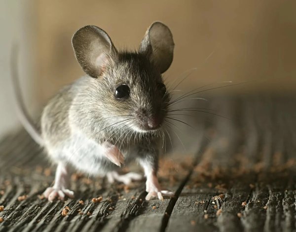 Домовая мышь mus musculus Linnaeus