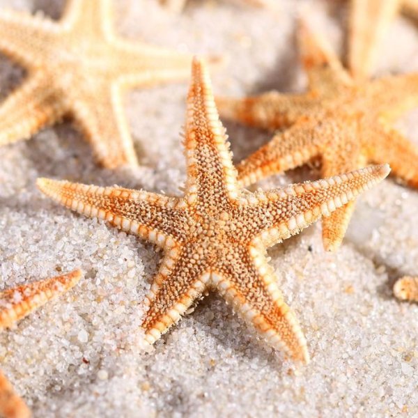 Шестиконечная морская звезда