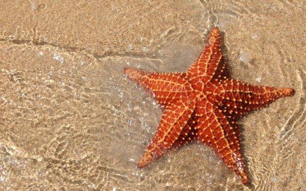 Картинки морская звезда (40 фото)