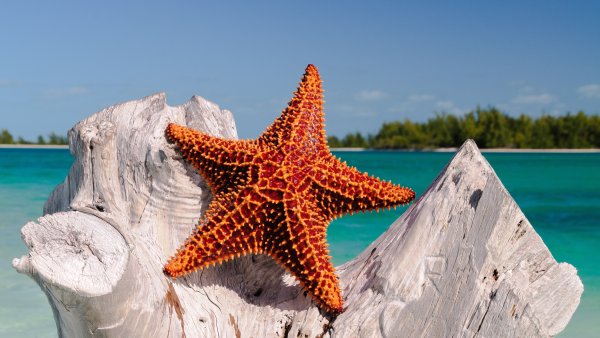 Шестиконечная морская звезда