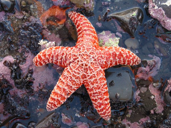 Морские обитатели морская звезда