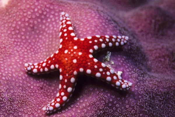 Фиолетовая морская звезда