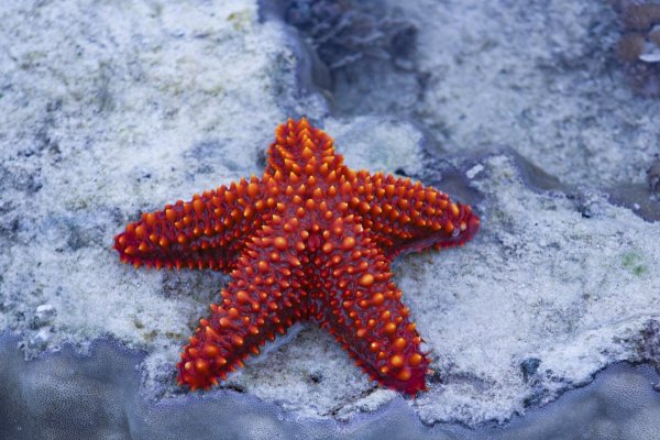 Lunckia Columbiae