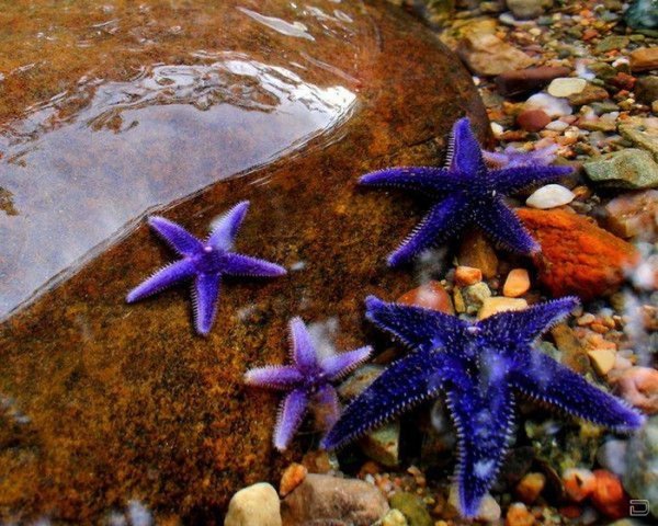 ПАКСИЛЛОНОСНЫЕ морские звёзды