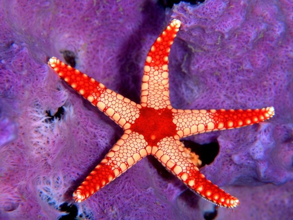 Морская звезда Lunckia Columbiae