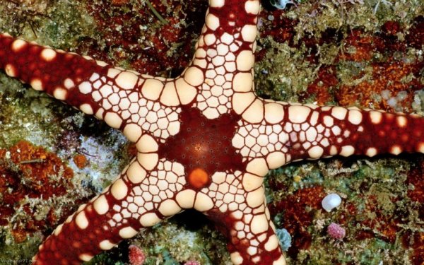 Морская звезда Lunckia Columbiae