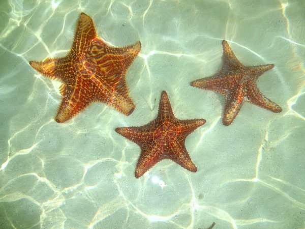 Морская звезда в воде