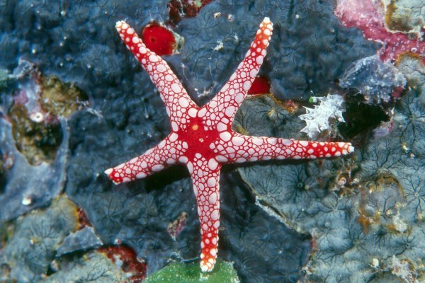 Морские обитатели морская звезда