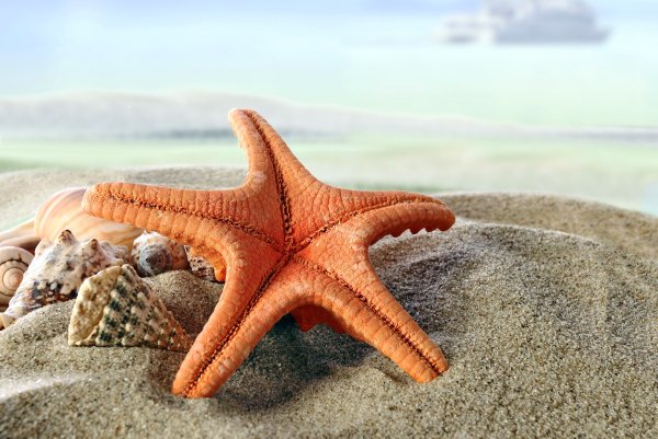 Laguna "морская звезда"