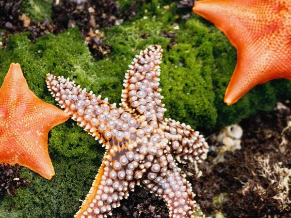 Lunckia Columbiae