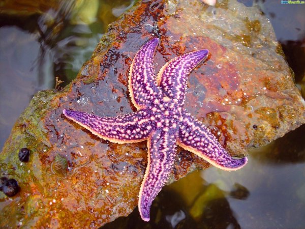 Lunckia Columbiae