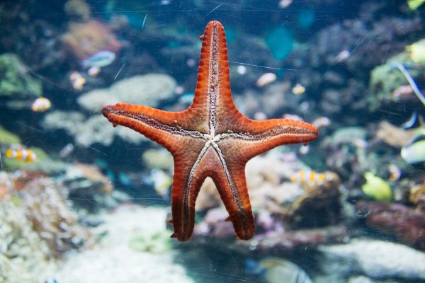 Морская звезда Lunckia Columbiae