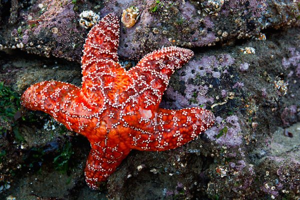 Шестиконечная морская звезда