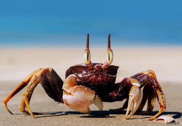 Морской краб