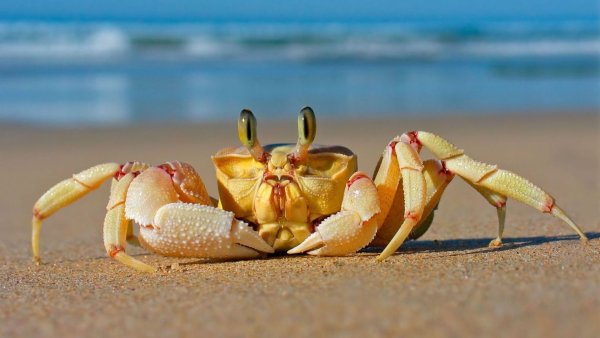 Chilli Crab (Чили-краб)