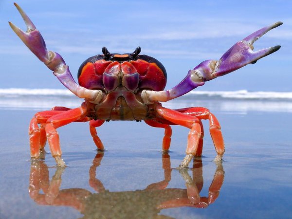 Halloween Crab